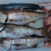 相模湾のクロムツ・アカムツ釣りに使うサバ餌の作り方