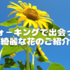 ウォ－キングで出会った綺麗なお花のご紹介