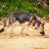 警察犬のケージはどこで買ってる？