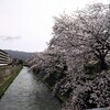 桜の日・春