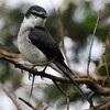 日本鳥類目録第8版で亜種から種に昇格する鳥。リュウキュウサンショウクイ、ハチジョウツグミ、ホントウアカヒゲ、リュウキュウキビタキ etc。「My 野鳥図鑑」200種超える。