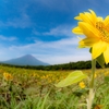 8月の花！向日葵と百日草に富士山を添えて！