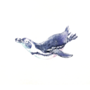 kanou