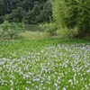 宝来山古墳（垂仁天皇陵）横のホテイアオイ（８月～１０月）