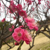 2月の梅と小鳥たち