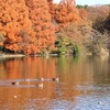 石神井公園に行ってきた　晩秋編