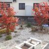 たった2本の木の紅葉とやる気のなくなった庭