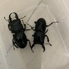 6月17日(地元産ヒラタクワガタ再び)