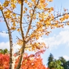 地元の紅葉 ～「薬樹山 延命寺」 Ⅲ