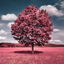 TREES of SKY　空の木々