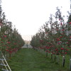 中生種りんご、収穫中