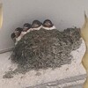 ツバメのひなたちスクスク。尊い。
