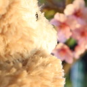 シーソルトアイス・ヘアオイル