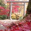 おひさま色の真っ赤な紅葉