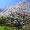 フォト・ライブラリー(450)広島の桜2015