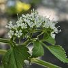 ８月の花＆庭「猛暑の中で咲くビバーナムティヌスやセリ、オクラなど予想外の花たち」