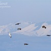 涼しげな鳥写真