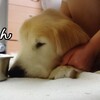 高齢犬のご飯タイムって・・・♡