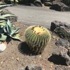 伊豆シャボテン動物公園に行く