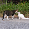 天草諸島のねこさん