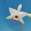 Laelia anceps f.s/a` Petite Marron'  SM/JOGA  