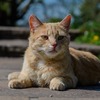 善逸みたいにみんな叫べたらいいと思う