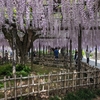 DAHON Boardwalk i5 【ポタリング】埼玉の藤めぐり　DAHON Boardwalk i5 [Casual Cycling] Wisteria Viewing in Saitama