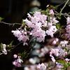 鎌倉　妙本寺にて