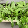 プランターの空芯菜が増えまくっている