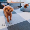 大好きな指輪を奪われるTaruちゃん♪