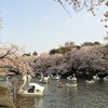 お花見に行こうよ『井の頭恩賜公園』