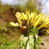 ［北海道編］　草花に集まる昆虫