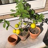 収穫したレモンでお鍋しました！