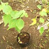 食べ蒔き番外編 実生の梅