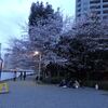 組合の花見＠隅田川