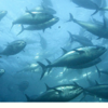 Fisheries science goro　水産知識⑨　水産で「増殖」はキーワード
