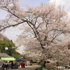 上宮分校跡地の江戸彼岸桜・・