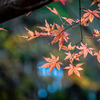 湖畔に残された紅葉（最終）