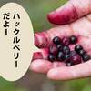 ハックルベリーは食べられない