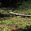 ヒマラヤの青いケシの花が咲いた六甲高山植物園を訪ねて（PartⅡ）