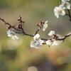 ぽかぽか陽気で・・・　春はもうすぐ