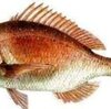 Fisheries science goro　水産知識⑥　マダイは養殖の研究事例が豊富な魚種