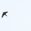 コズアカコシアカツバメ Lesser Striped Swallow