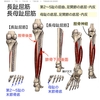 ふくらはぎを緩める時に気を付ける事(その2)