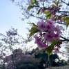 【頼朝桜開花】鋸南町の頼朝桜が開花したよーって話