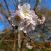 私の幸せは私が決める