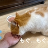 食いしん坊るるちゃんがご飯を食べない！？