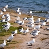 宇土半島のウミネコ