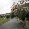 国分寺台地区で見かけた迷惑柿の木、近所からクレームは出てないのだろうか？