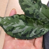 Aglaonema pictum"百式"KTB from Aceh selatan【AZ0518-2】